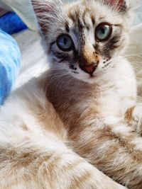 Close-up portrait of a cat