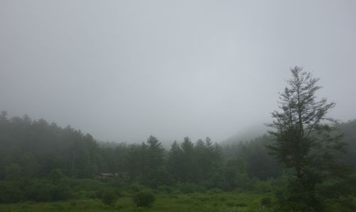 Trees in forest against sky