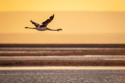 Seagulls flying over sea during sunset