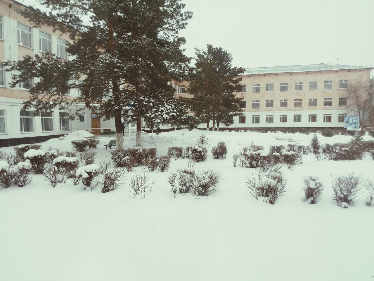 building exterior, architecture, built structure, tree, residential structure, residential building, house, window, building, clear sky, day, snow, winter, outdoors, city, wall - building feature, no people, growth, cold temperature, plant