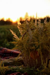Close-up of plant growing on field against sky