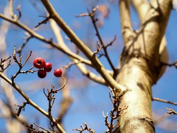 Close-up of berries on tree against sky