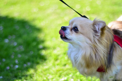 Portrait of a dog on field