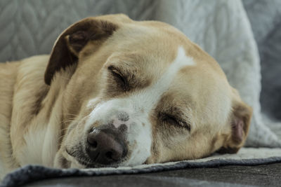 Portrait of a dog sleeping