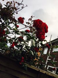 Low angle view of red flowers blooming on tree against sky