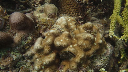 View of coral in sea