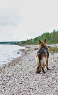 Rear view of dog on the beach