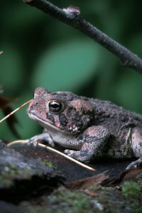 Little toad