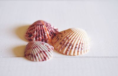 Close-up of food over white background