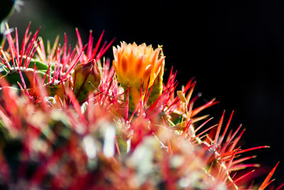 Close-up of pink flowering plants