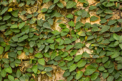 Full frame shot of ivy growing on moss