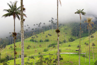 Scenic view of palm trees on field against sky