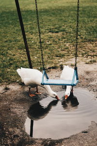 High angle view of seagulls on a park