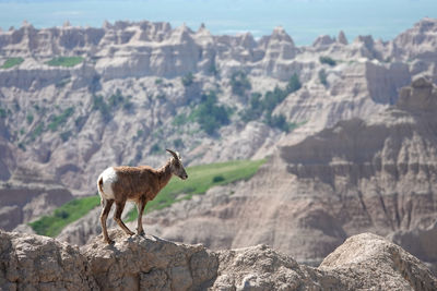 View of bighorn sheep on narrow ridge against badlands national park rock formations