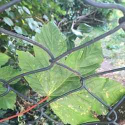 Close-up of leaves