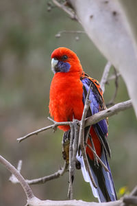 Close-up of a crimson rosella bird perching on branch