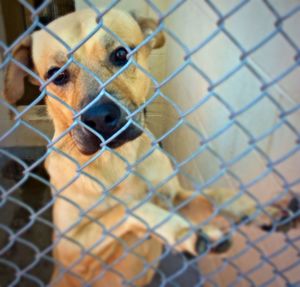 Close-up portrait of dog seen through chainlink fence