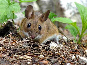 Close-up of a rabbit on field