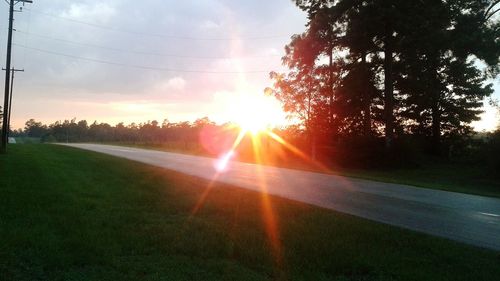 Sun shining through trees