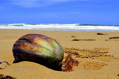 Close-up of coconut at shore of beach 