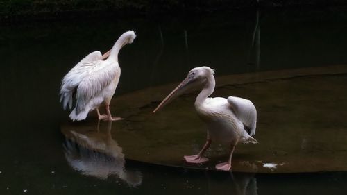 Close-up of birds perching on water