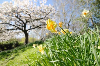 Close-up of yellow daffodil blooming against sky