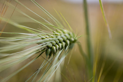 Close-up of wheat growing on field