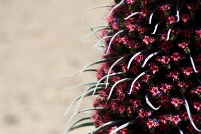 Close-up of red flowering plant