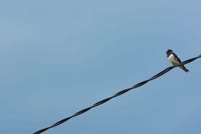 Low angle view of bird perching on cable against clear sky