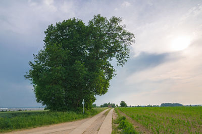 Road amidst trees on field against sky