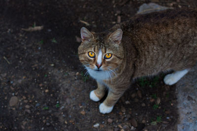 Portrait of tabby cat