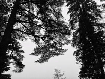 Low angle view of tree against sky