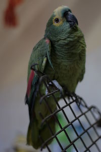 Close-up of parrot