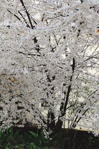 Low angle view of flower tree