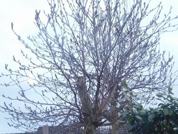 Low angle view of bare tree against sky