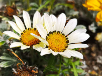 Close-up of white and yellow flower