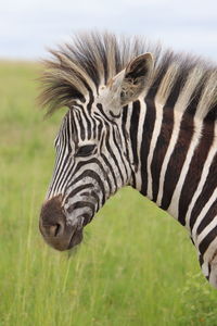 View of a horse on field