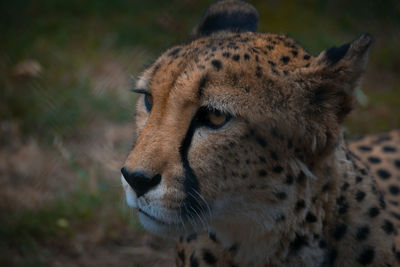 Close-up of cheetah looking away