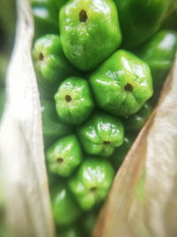 Close-up of green fruits on table