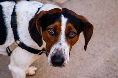 Close-up portrait of the dog