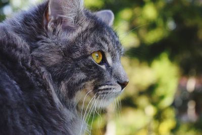 Close-up portrait of cat