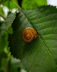 Close-up of snail on leaves