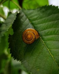 Close-up of snail on leaves