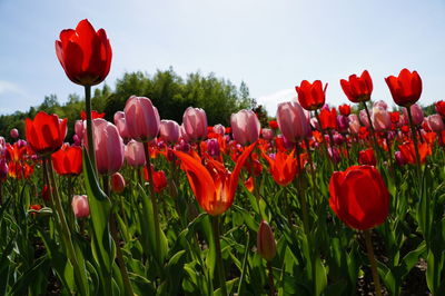 Close-up of red poppy blooming in field