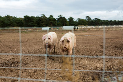 Pigs in field 