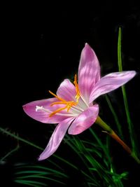 Close-up of pink lily blooming against black background