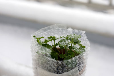 Snowflakes on green leaves, snow covered the terrace, green plant on the snow