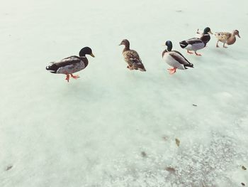 High angle view of birds perching on lake