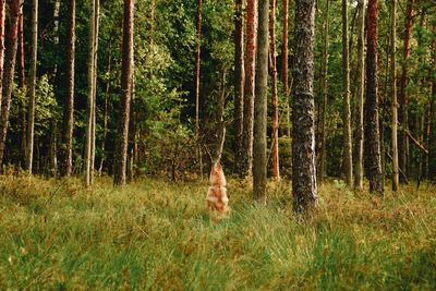Rear view of shirtless man standing in forest