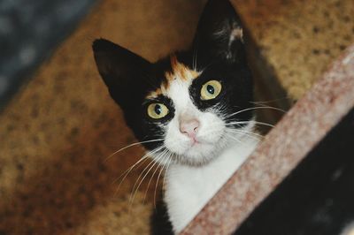 Close-up portrait of a cat